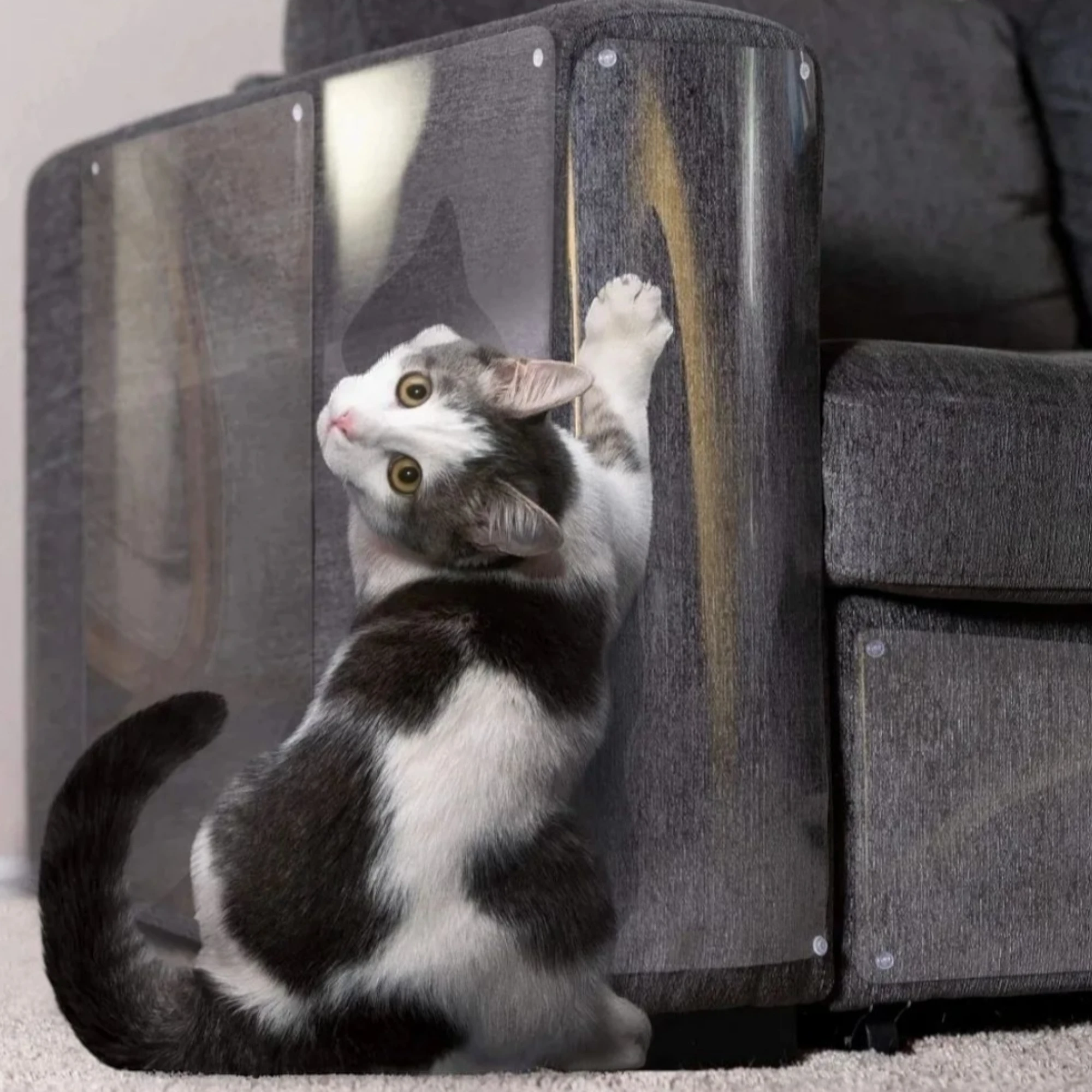 Pegatina Protectora Antiarañazos Para Sofá